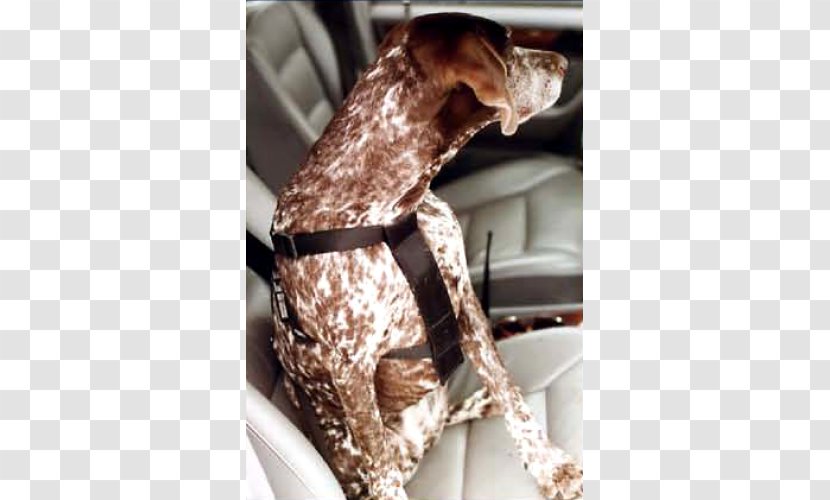 Dog Breed Sporting Group Harnais Car Transparent PNG