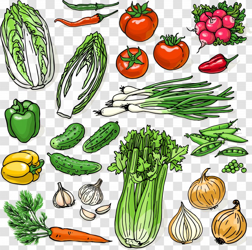 Organic Food Cucurbita Illustration - Decorative Vegetables Transparent PNG
