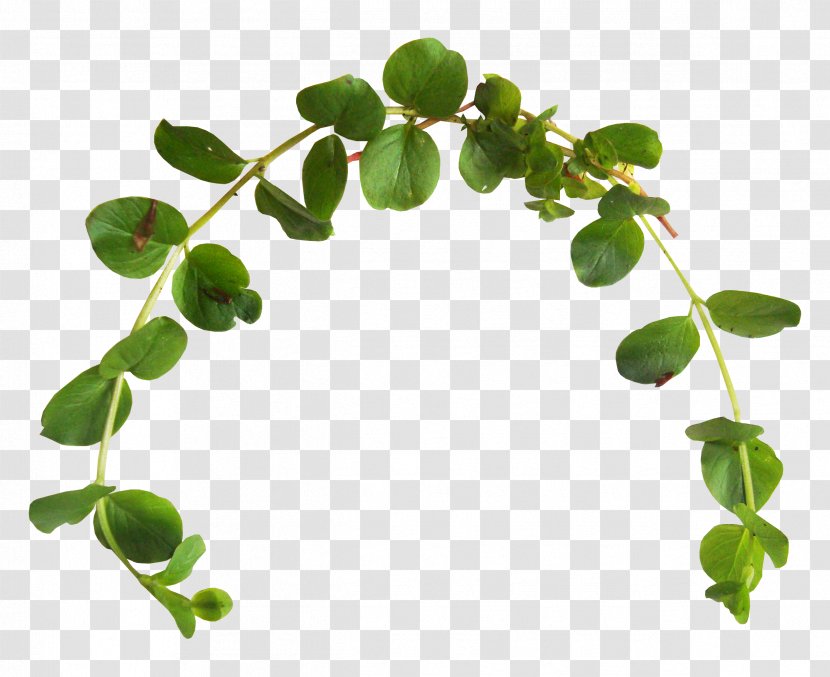 Leaf Branch Green Clip Art - Color - Plantas Transparent PNG