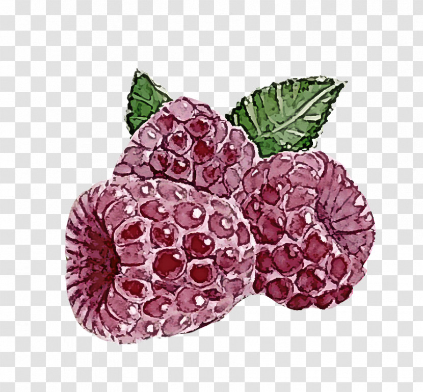 Raspberry Berry Blackberry Plant Loganberry Transparent PNG