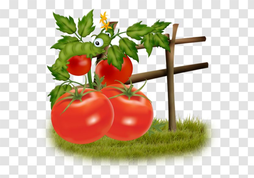 Bush Tomato Food Vegetable - A Transparent PNG