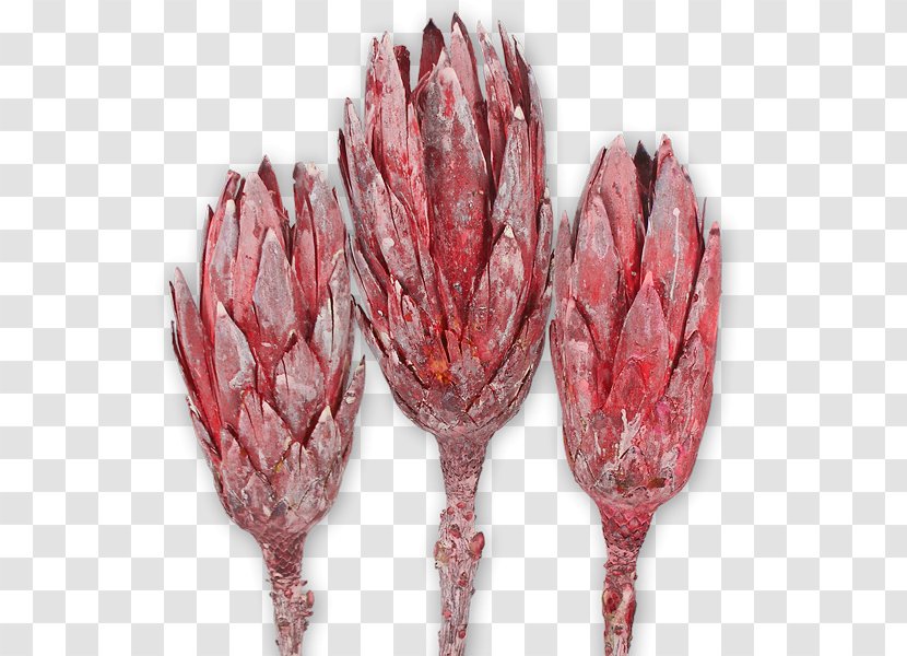 Sugarbushes Protea Repens Trockenblume Stipe Nature Transparent PNG