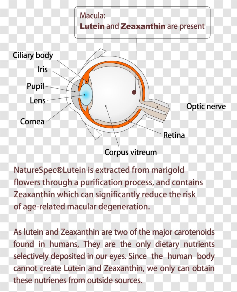 Lutein Zeaxanthin Health - Text - Agerelated Eye Disease Study Transparent PNG