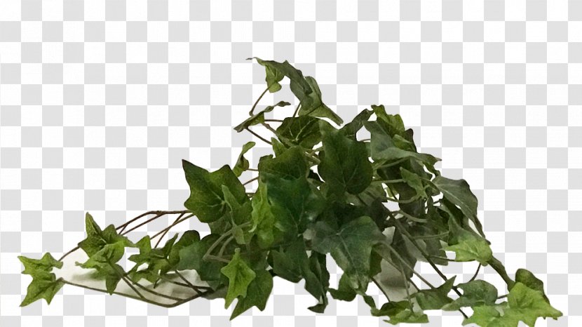 Leaf Vegetable Herb Tree - Grass Transparent PNG