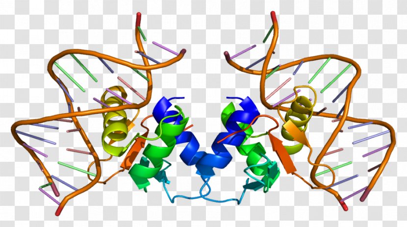 ELK1 Serum Response Factor Protein Transcription Gene - Frame - Cartoon Transparent PNG