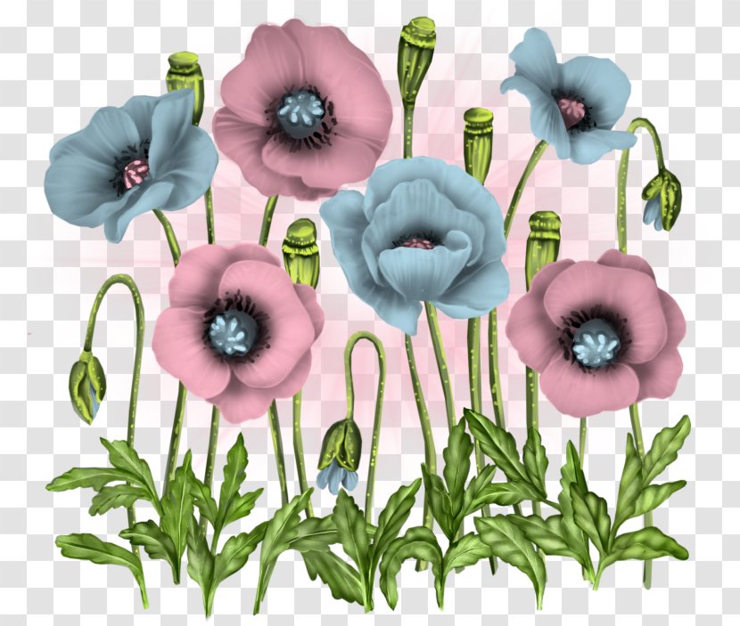 Flower Poppy Clip Art - Annual Plant Transparent PNG