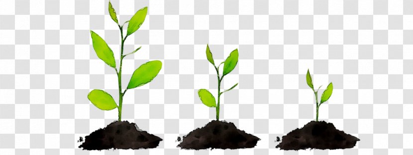 The Power Of Habit Life Plant Stem Plants - Herbal - Flower Transparent PNG