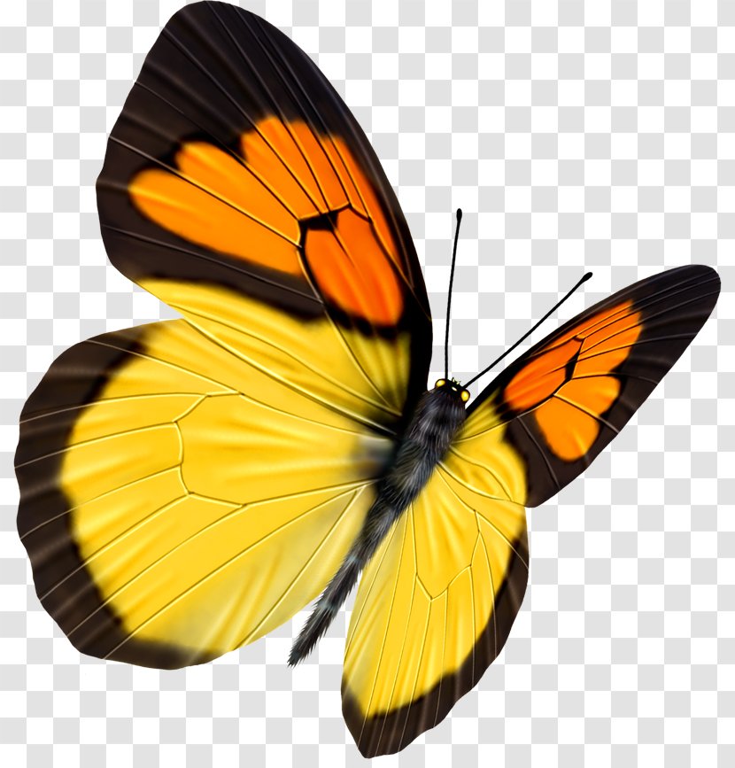 Butterfly Transparency And Translucency - Colias - Cute Transparent PNG