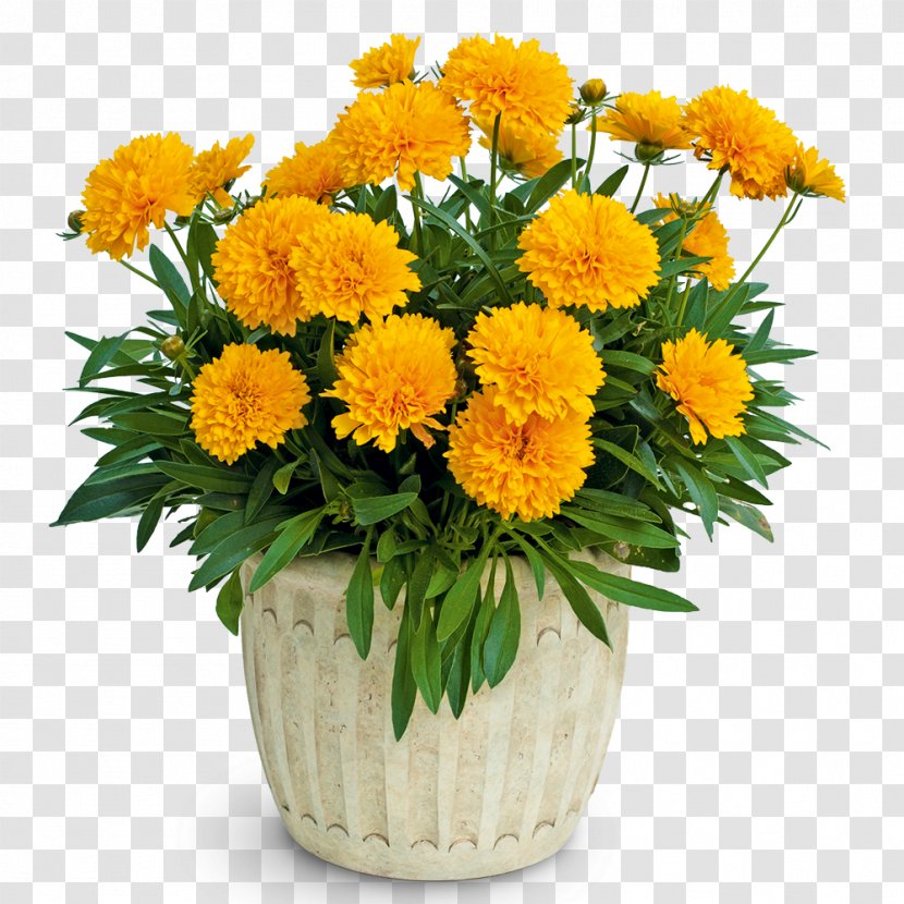 Large-flowered Tickseed Perennial Plant Plains Coreopsis Sphere - Flower Transparent PNG