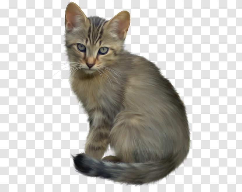Dog Maine Coon - Whiskers Transparent PNG
