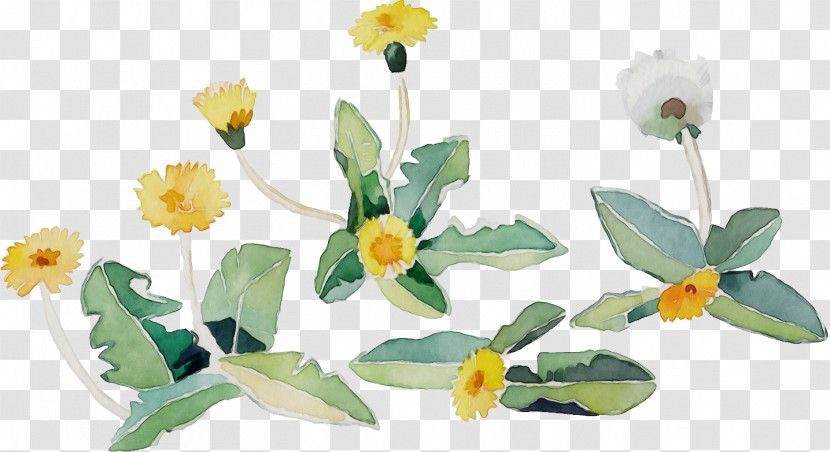 Flower Plant Yellow Petal Wildflower Transparent PNG