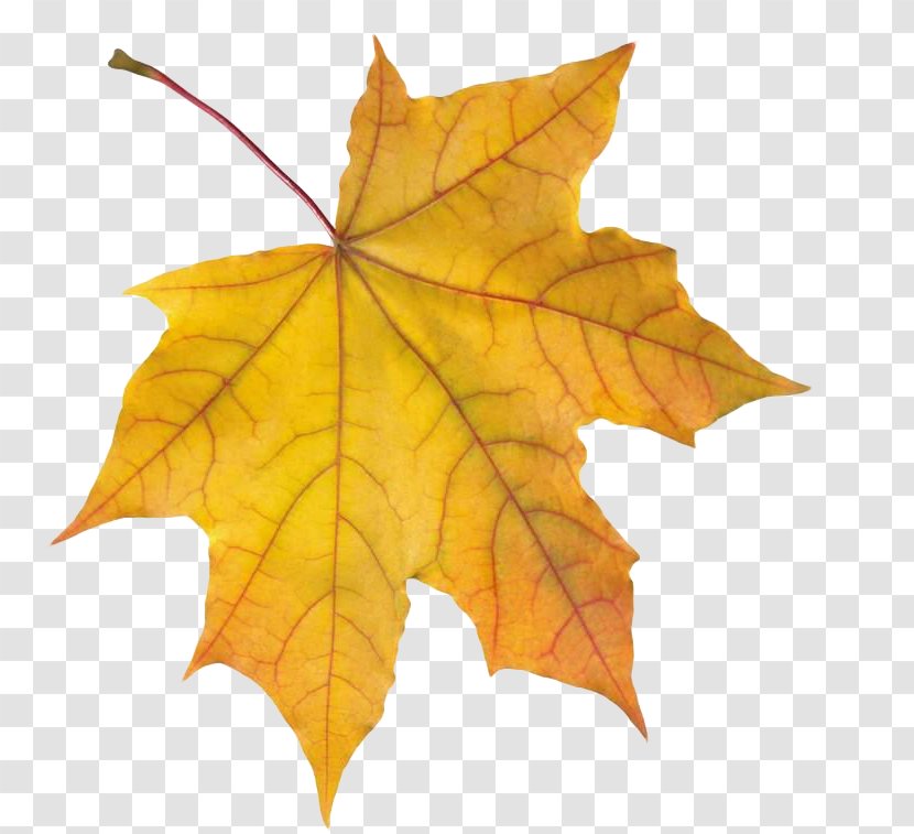 Clip Art Image Desktop Wallpaper Autumn Leaf Color - Plant Transparent PNG
