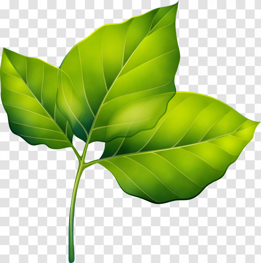 Leaf Plant Stem Green Plants Science Transparent PNG