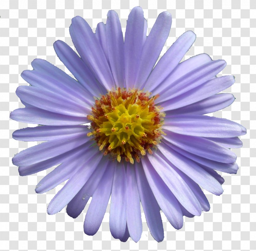 Aster Tataricus Symphyotrichum Novae-angliae Oblongifolium Flowering Plant - Novaeangliae - Flawer Transparent PNG