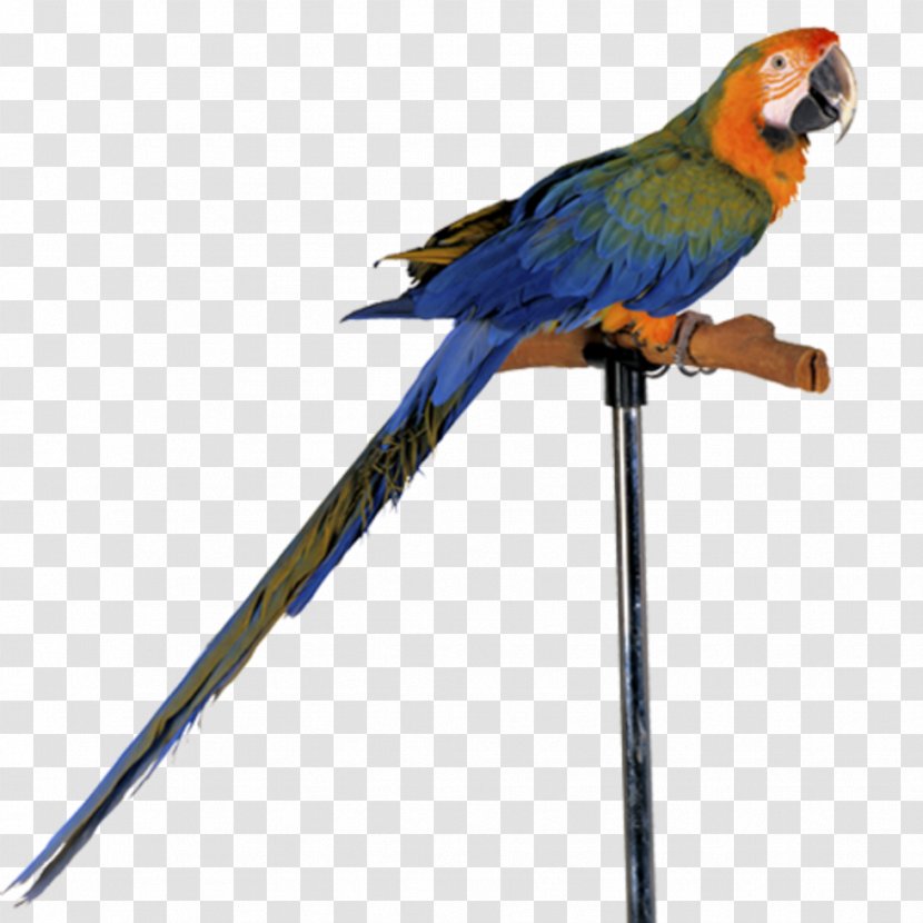Parrot Vertebrate Bird Clip Art - Wing Transparent PNG