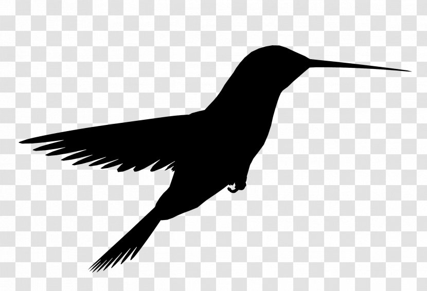 Sky Cartoon - Wing - Bird Transparent PNG