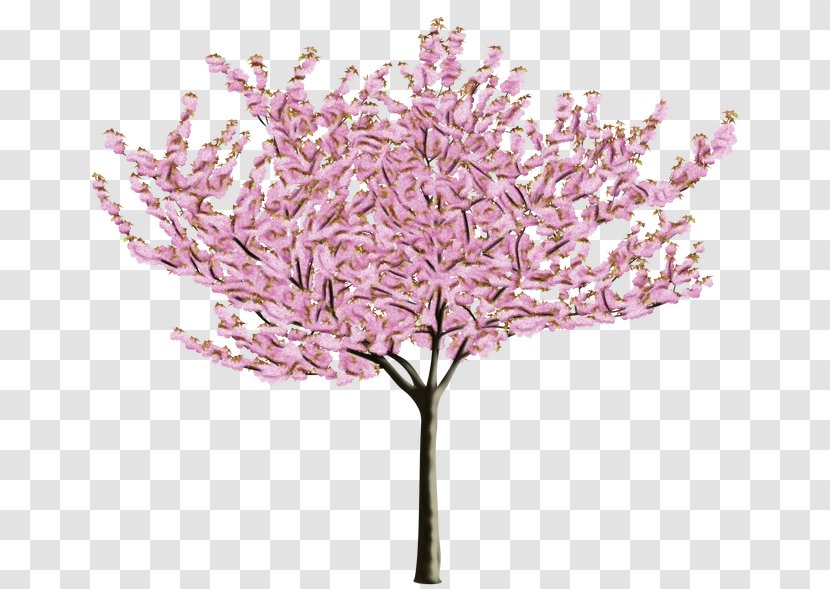 Cherry Blossom Tree Drawing - Lilac - Redbud Plant Stem Transparent PNG