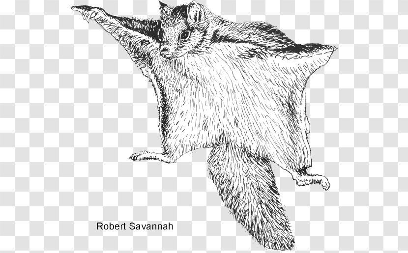 Northern Flying Squirrel Rodent Bat - Small To Medium Sized Cats Transparent PNG