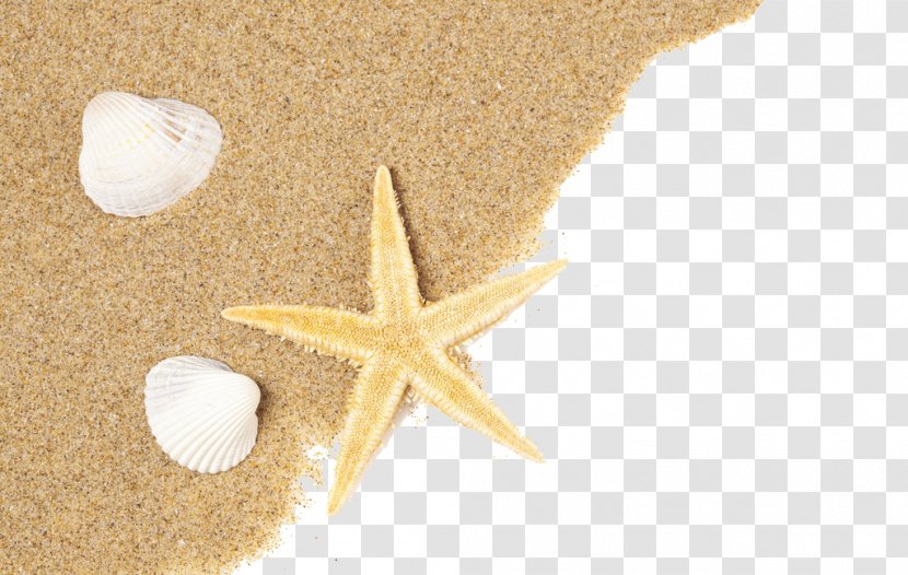 Shell Beach Seashell Sand - And Shells Transparent PNG