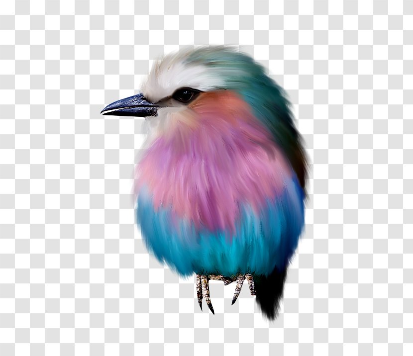 Bird Drawing Animation - Roller - Color Animal Transparent PNG