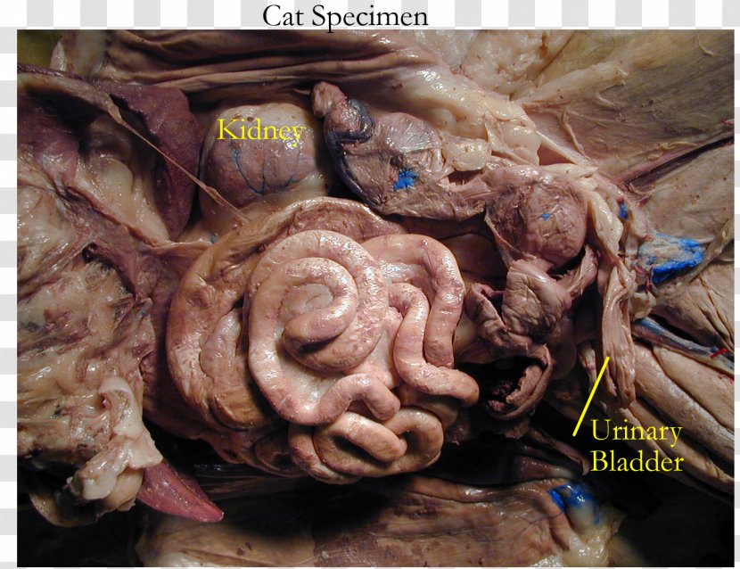 Cat Dissection Felidae Gastrointestinal Tract Anatomy - Cartoon Transparent PNG