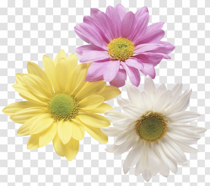 Flower Gift Clip Art - Aster Transparent PNG