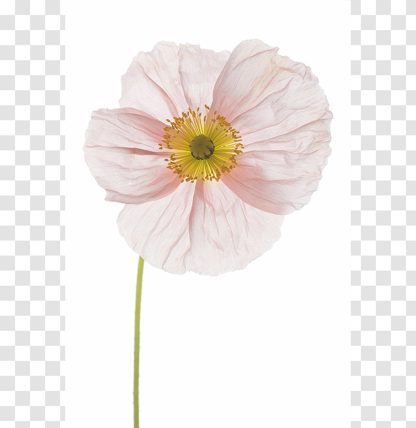 Flower Floral Design Photography Poppy Photographer Transparent PNG