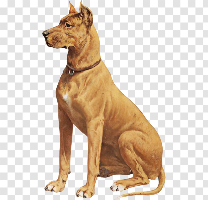 Ancient Dog Breeds Pharaoh Hound Rhodesian Ridgeback Wolfdog - Snout - Breed Transparent PNG