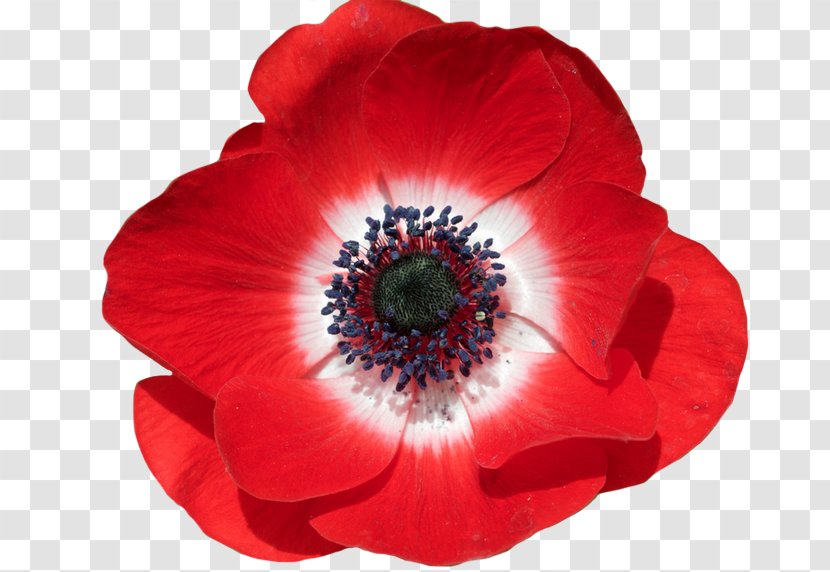 Common Poppy Flower In Flanders Fields Remembrance - Field Transparent PNG