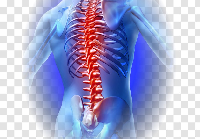 Low Back Pain Vertebral Column Human Neck - Watercolor - Innova Clinic Transparent PNG