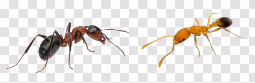 Pharaoh Ant Insect Pest Hymenopterans - Grasshopper - Man Transparent PNG