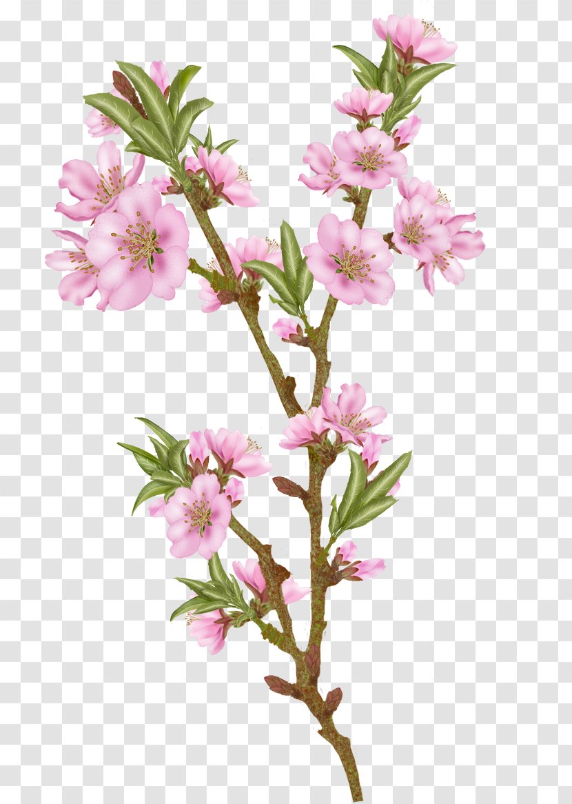 Blossom Almond Flower Clip Art Image - Floral Design - Blossoms Transparent PNG