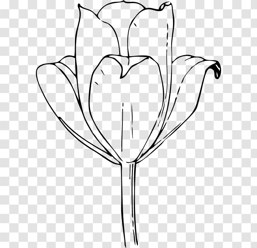 Tulip Drawing Flower Clip Art - Heart - Tulips Transparent PNG