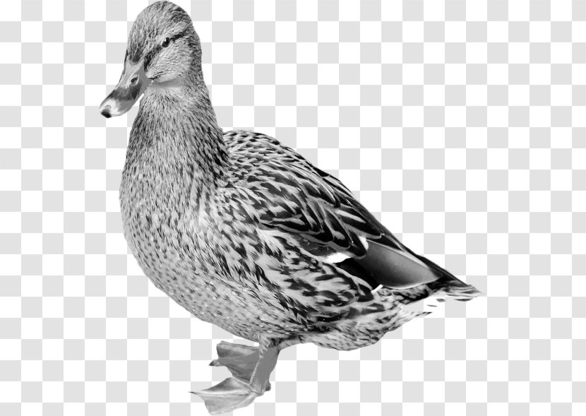 Mallard Goose Duck Bird Photography - Fowl Transparent PNG
