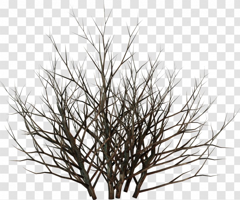 Twig Tree Branch Shrub - White Pine Transparent PNG