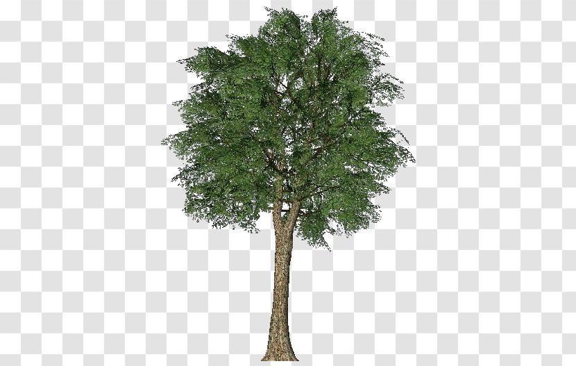 Fiddle-leaf Fig Branch Tree Oak Arecaceae - Cottonwood Transparent PNG