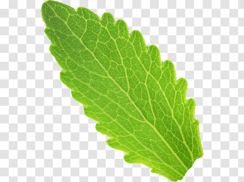 Spring Greens Herbalism Acid Gras Omega-3 Omega-6 Fatty - Banaani - Leaf Transparent PNG