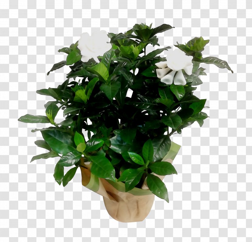 Tree Shrub Box Flower Bougainvillea - Ivy - Leaf Transparent PNG