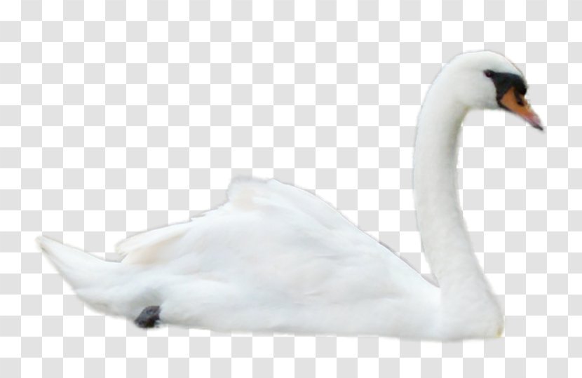 Mute Swan Goose Black Bird Image Transparent PNG
