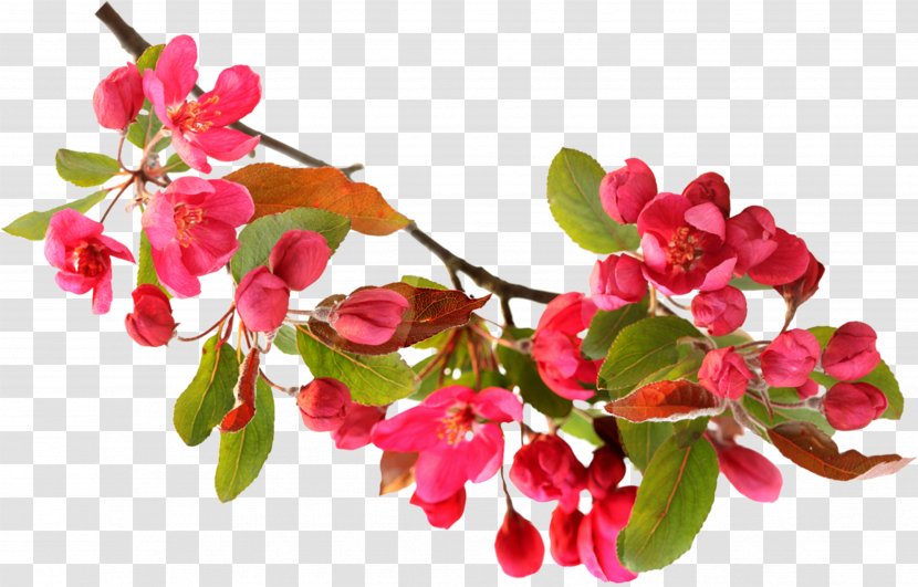 Flower - Plant - Red Peach Blossom Transparent PNG