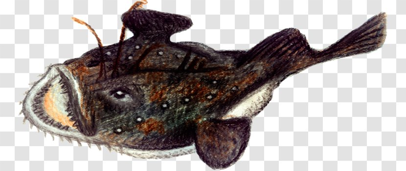 Anglerfish Norway Atlantic Cod - Animal - Af Transparent PNG