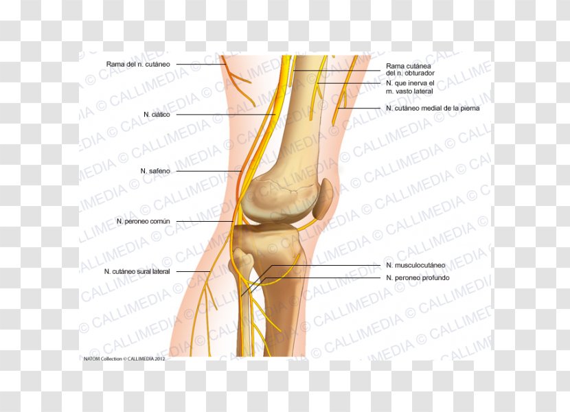 Thumb Common Peroneal Nerve Knee Human Anatomy - Frame - Pain Transparent PNG