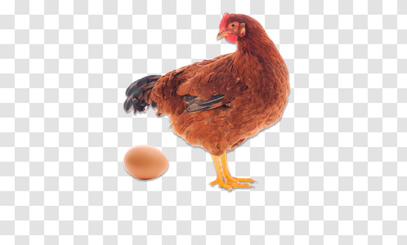 Wyandotte Chicken Quail Egg Hen Galliformes - Rooster Transparent PNG
