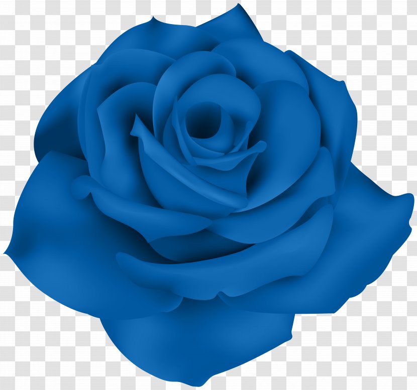 Blue Rose Flower Garden Roses - Cut Flowers Transparent PNG