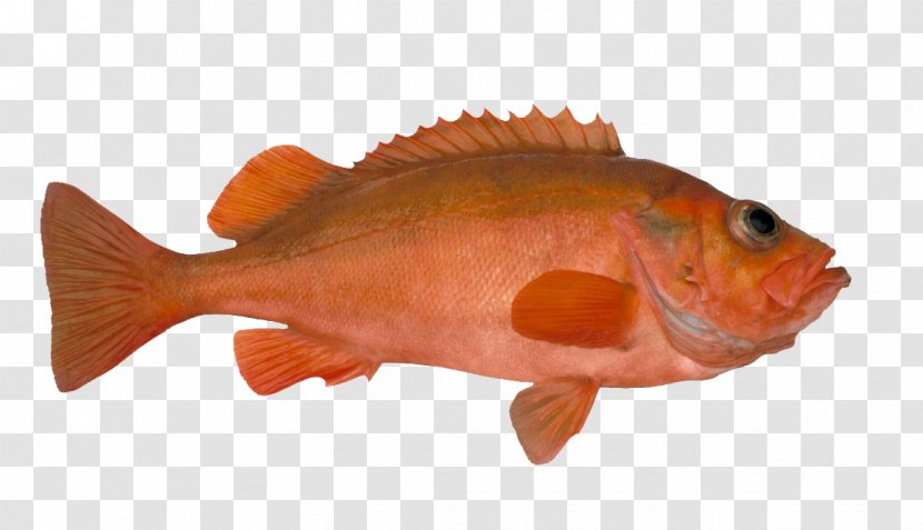 Rose Fish Seafood Deepwater Redfish Pollack - Tilapia - Species Transparent PNG