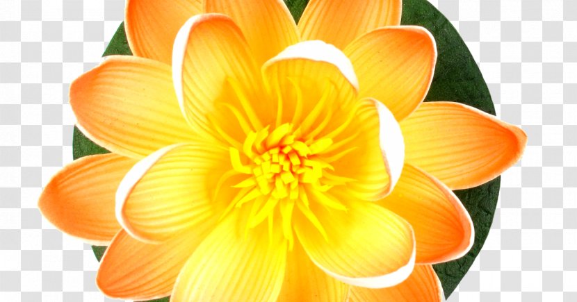 Orange Lily Clip Art Image - Annual Plant - Lotus Background Flower Transparent PNG