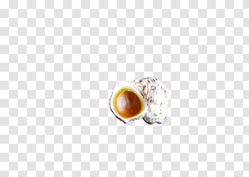 Download Coffee Beach - Conch Transparent PNG