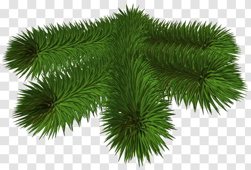 Pine Spruce Fir Clip Art - Branch Transparent PNG