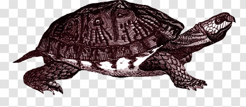 Common Snapping Turtle Eastern Box Clip Art - Chelydridae - Clipart Transparent PNG