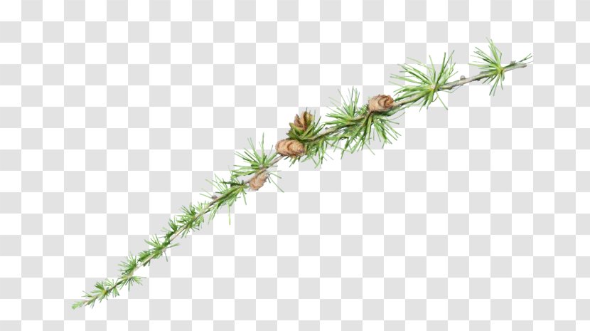 Black And White Flower - Pine - Sitka Spruce Transparent PNG